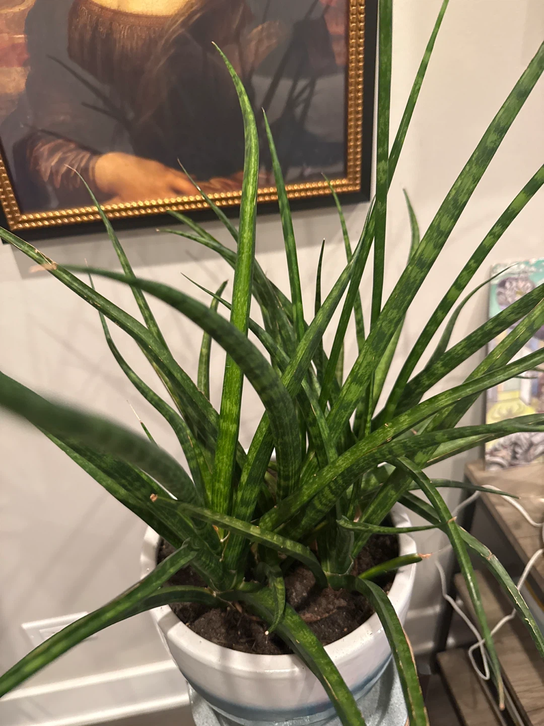 Snake Plant in Decorative Pot - photo 2