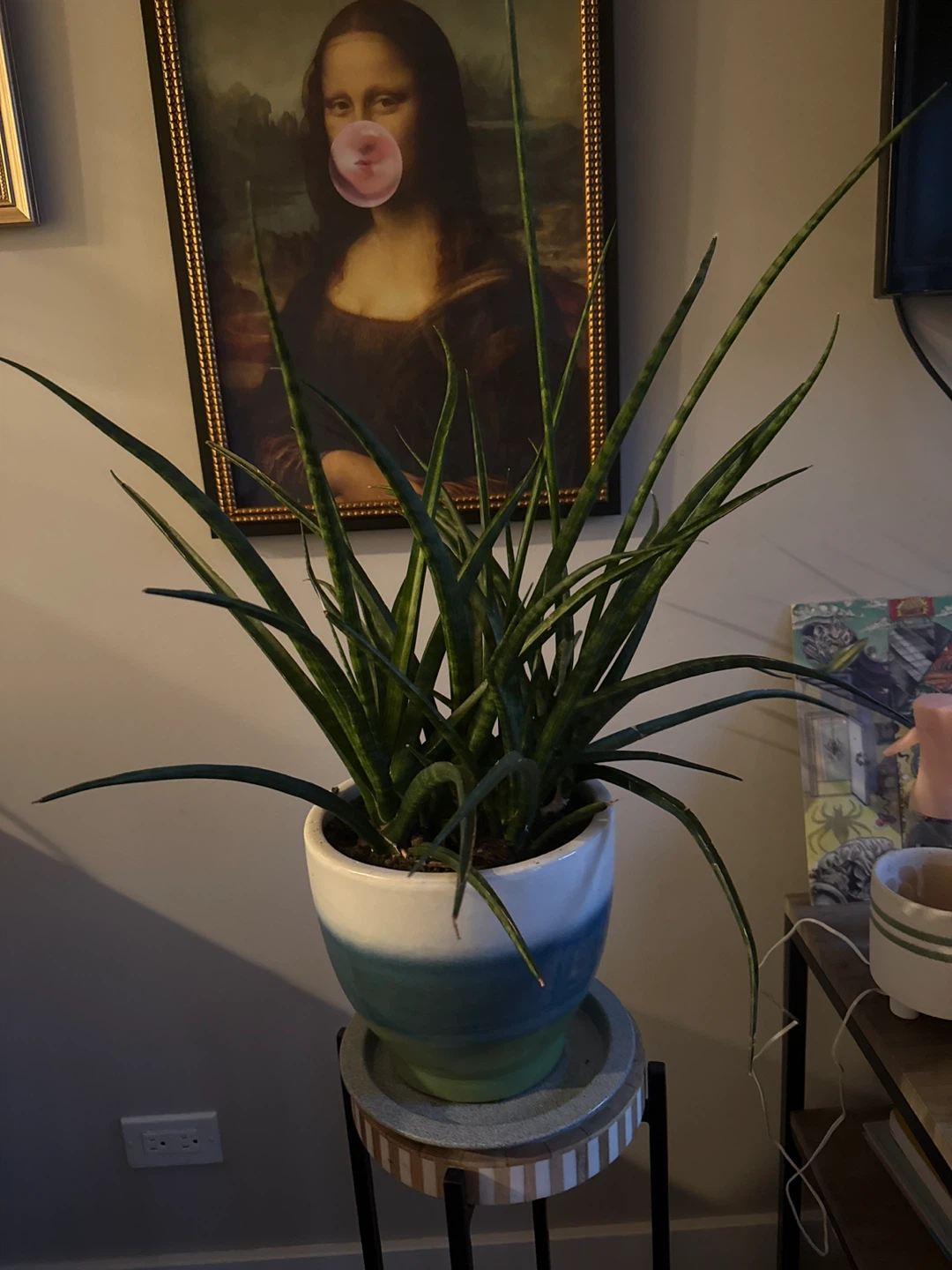 Snake Plant in Decorative Pot - photo 4