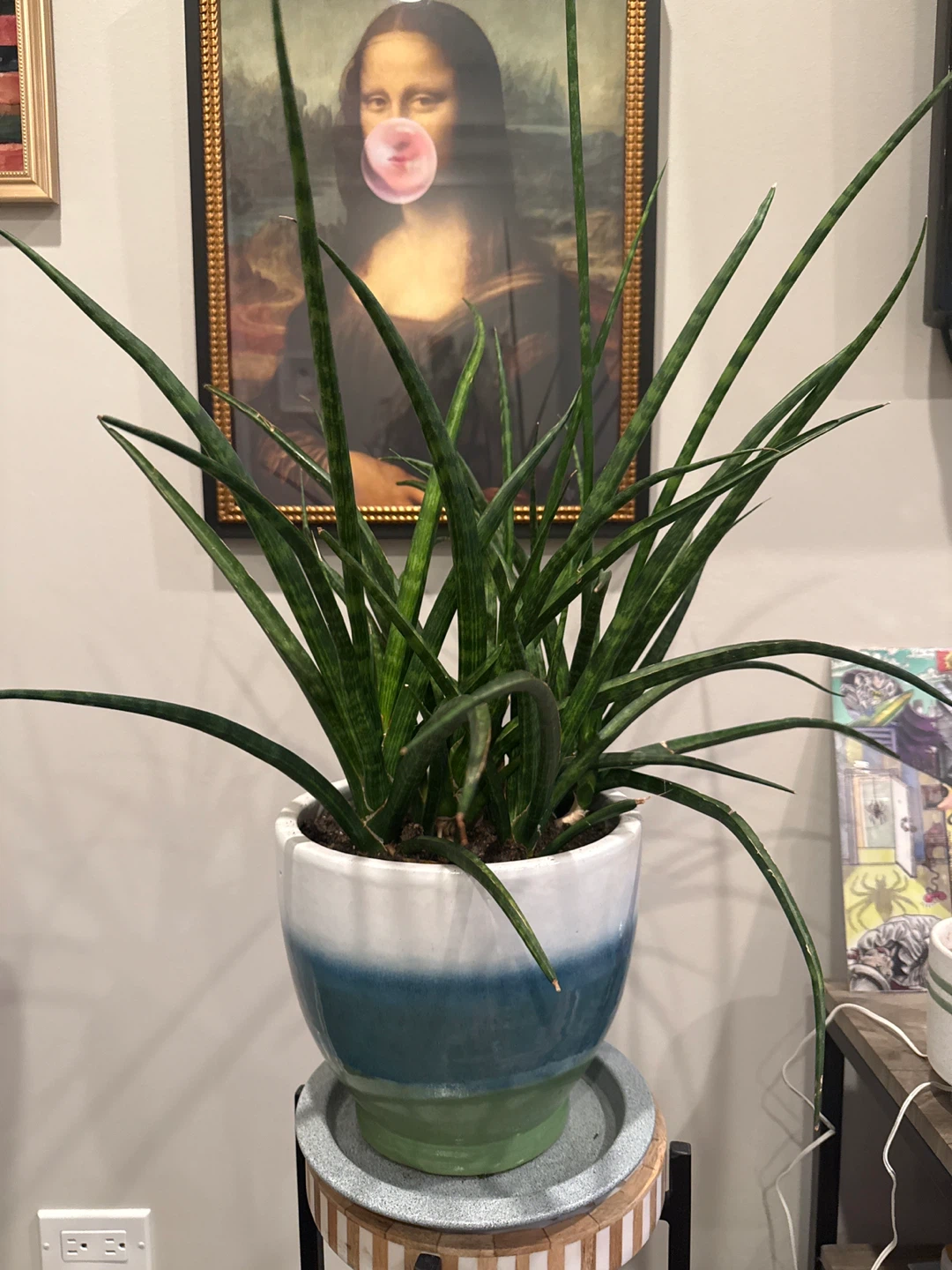 Snake Plant in Decorative Pot