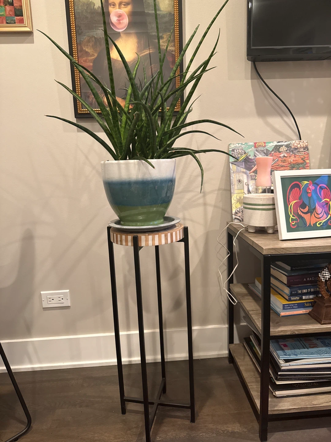 Snake Plant in Decorative Pot - photo 3