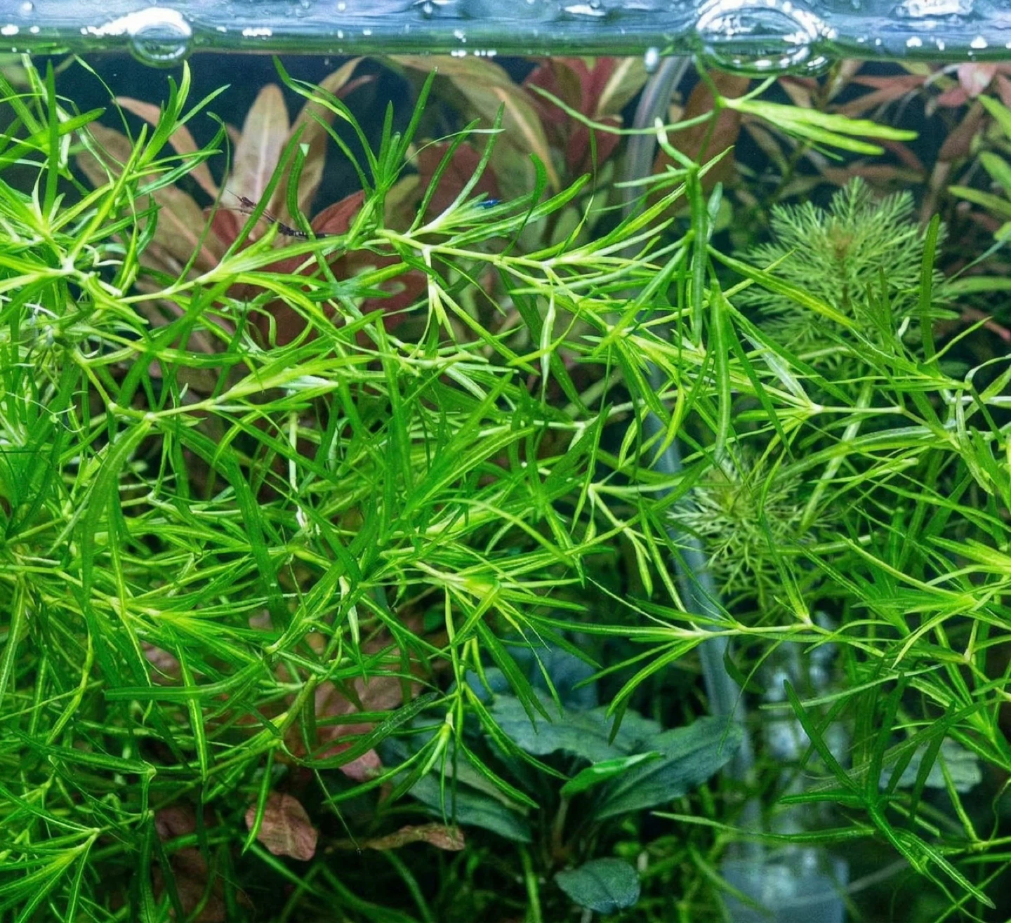 Aquarium Plant: Guppy Grass