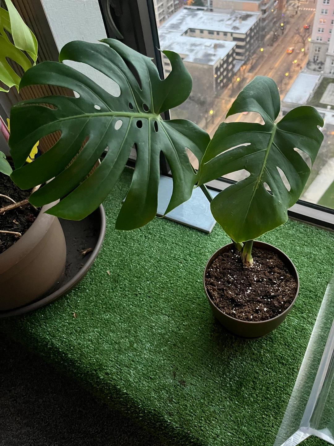Monstera Plant
