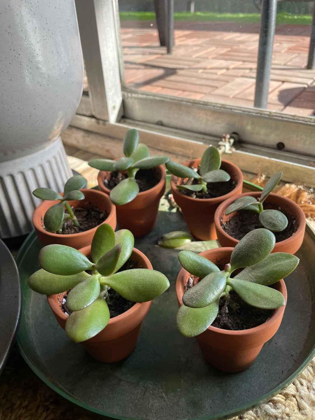 Small Jade Plants 🌱