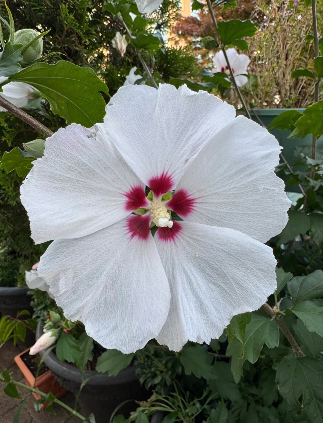 Rose of Sharon Seeds (Various Colours) - photo 4