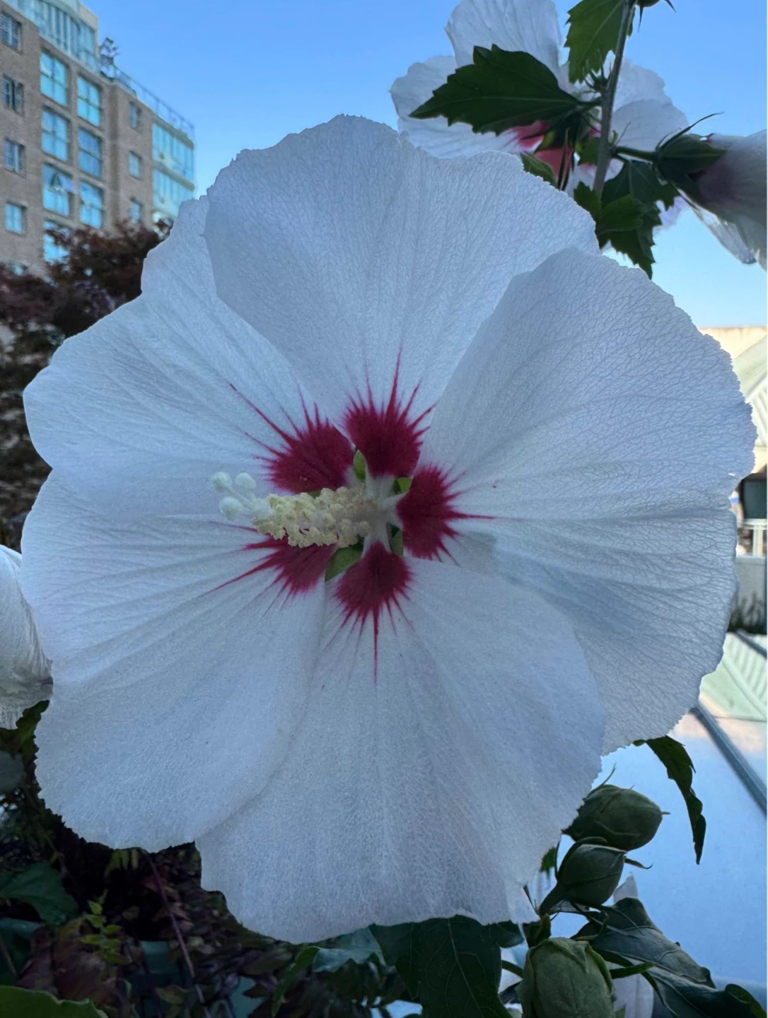 Rose of Sharon Seeds (Various Colours)