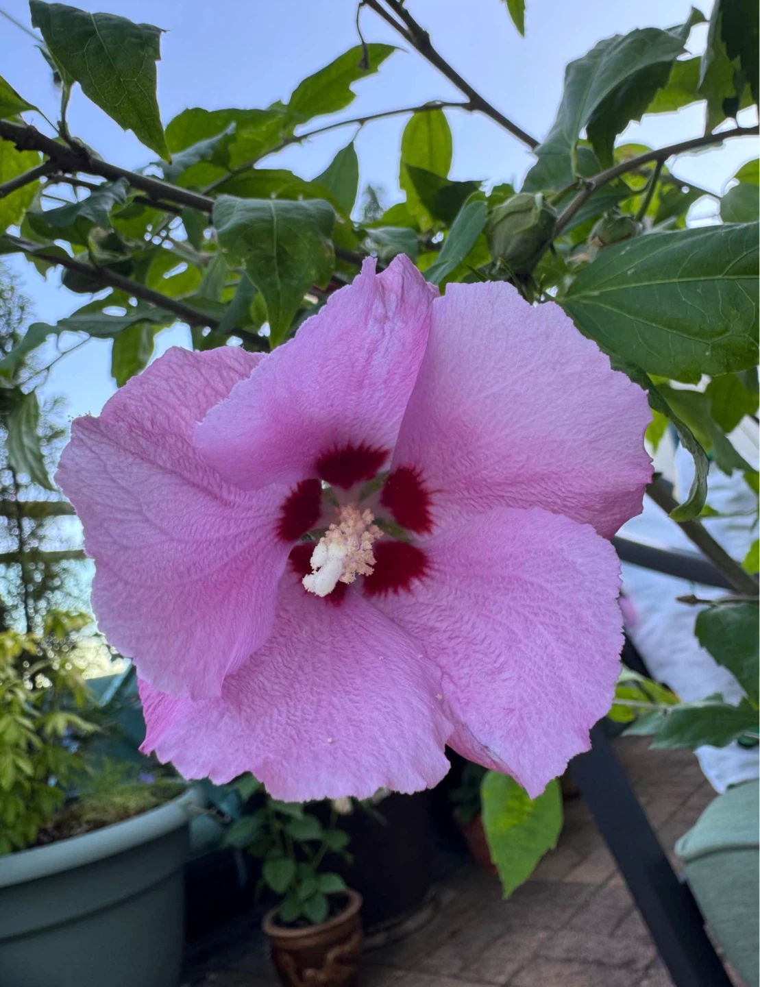 Rose of Sharon Seeds (Various Colours) - photo 2