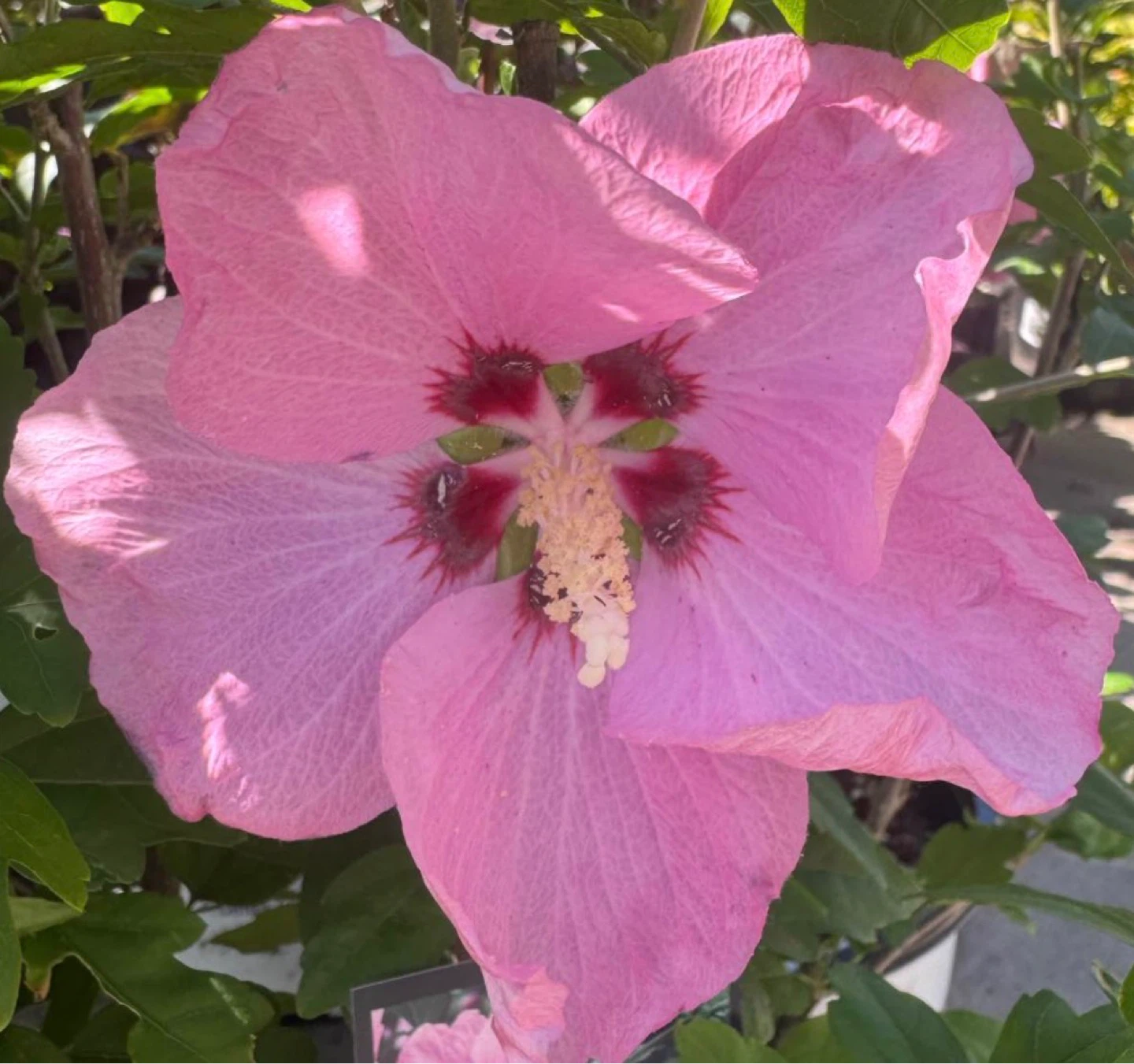 Rose of Sharon Seeds (Various Colours) - photo 5