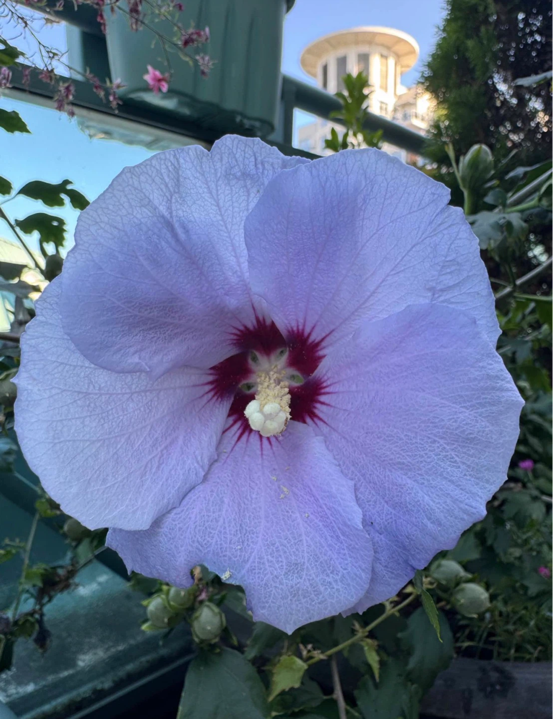 Rose of Sharon Seeds (Various Colours) - photo 3
