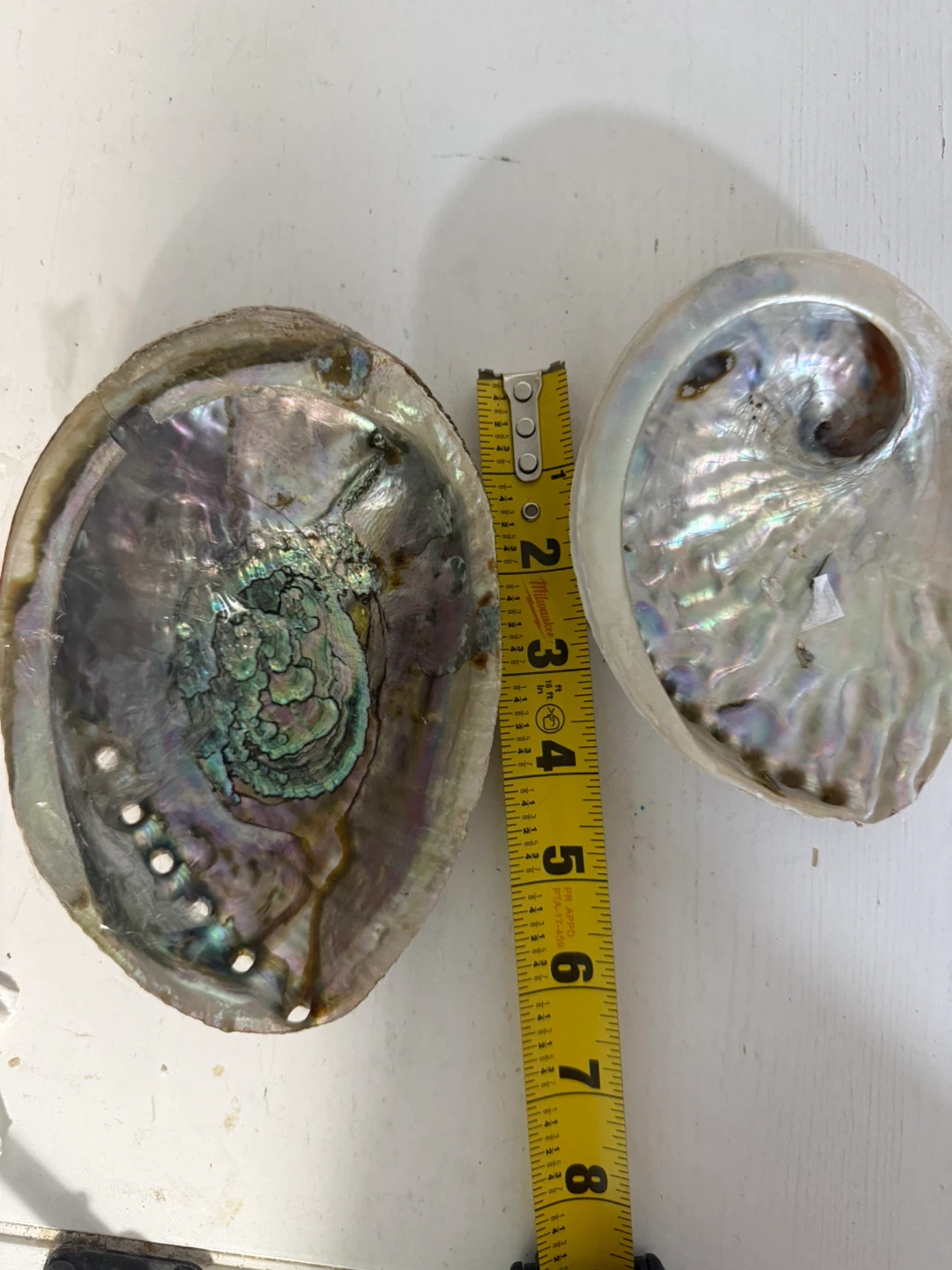 Two Paua Abalone Shells