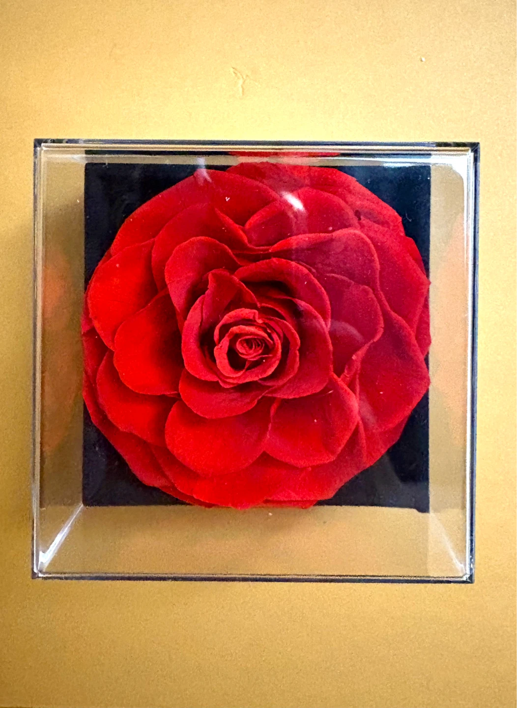 Preserved Red Rose in Display Box
