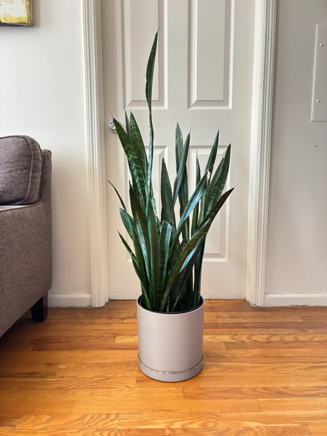 Potted Snake Plant