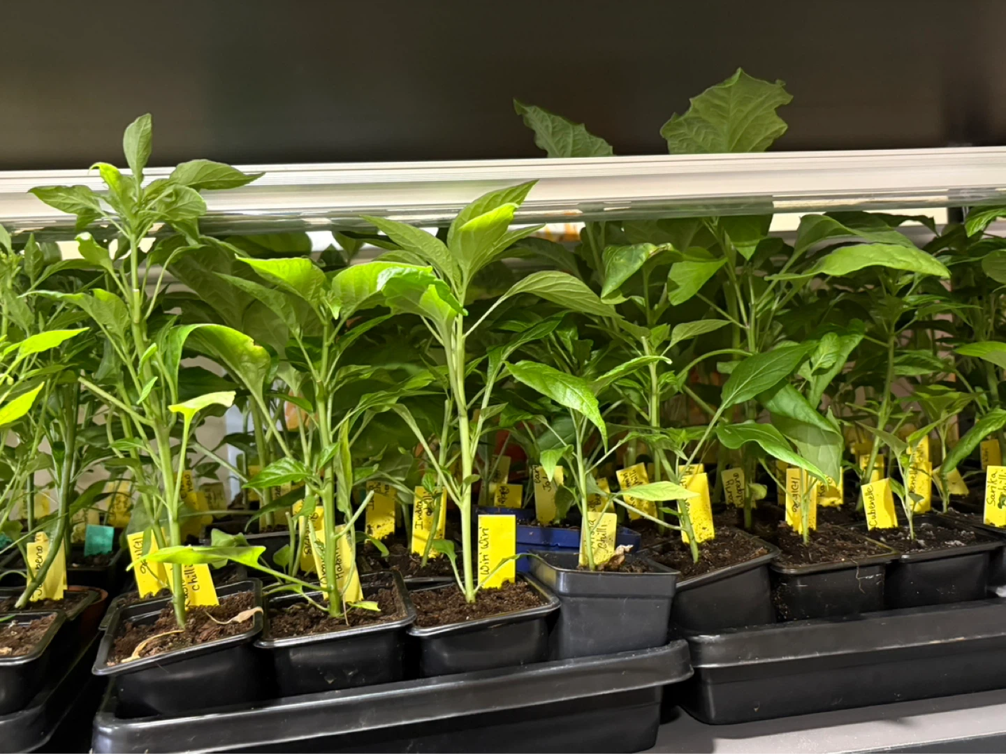 Preorder vegetables seedlings - photo 3