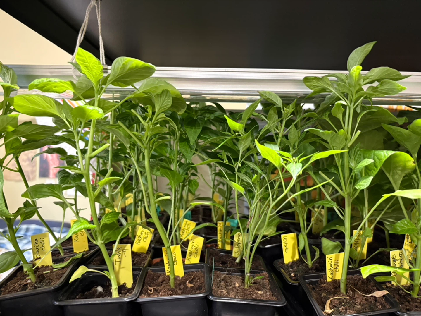 Preorder vegetables seedlings - photo 2