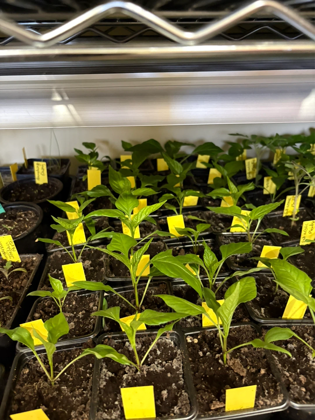 Preorder vegetables seedlings - photo 5
