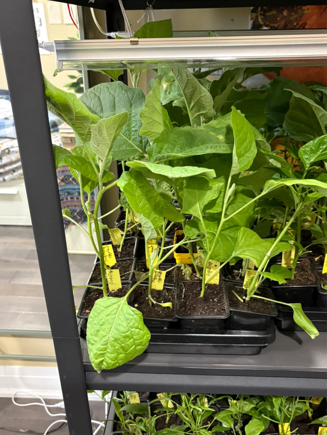 Preorder vegetables seedlings - photo 4