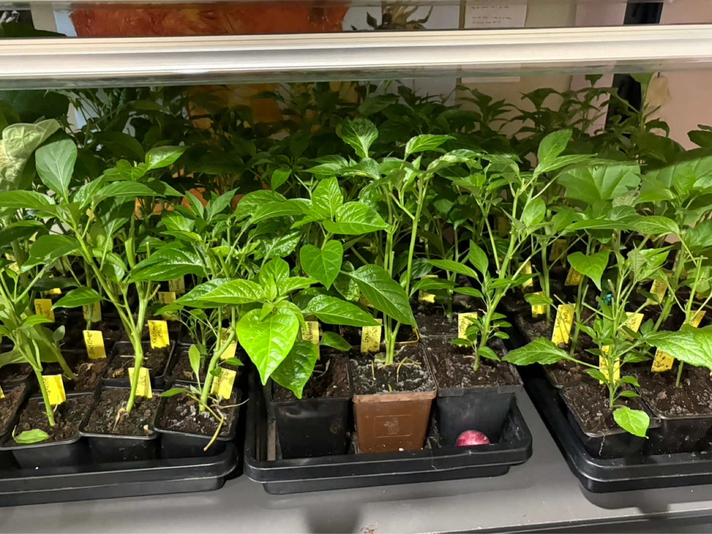 Preorder vegetables seedlings