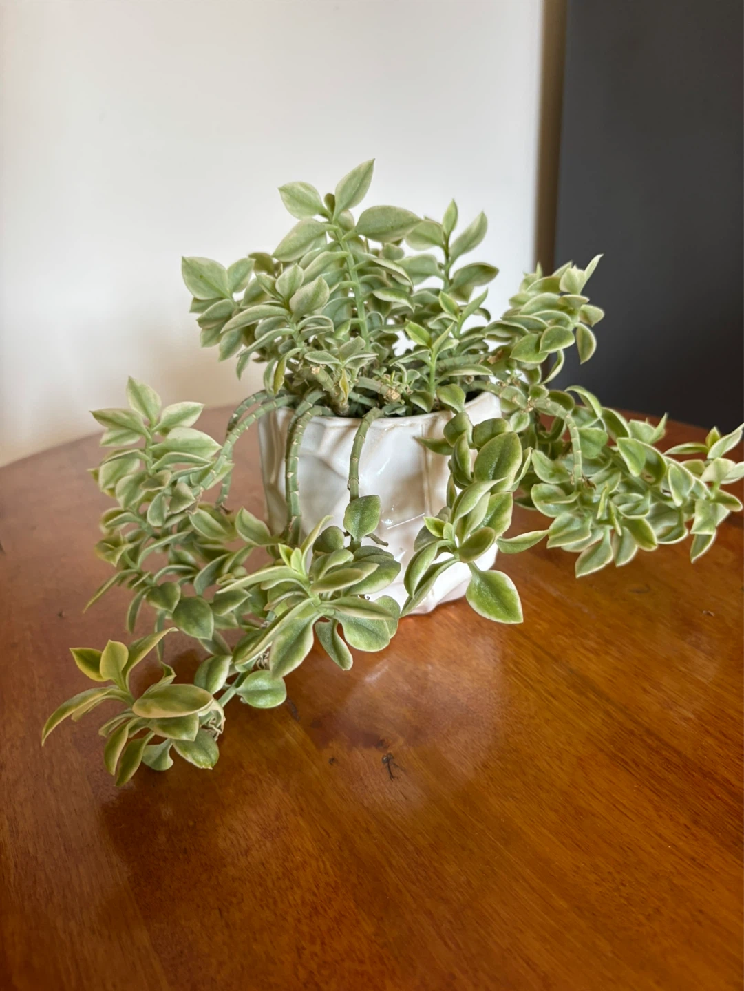 Free Baby Sun Rose Succulent