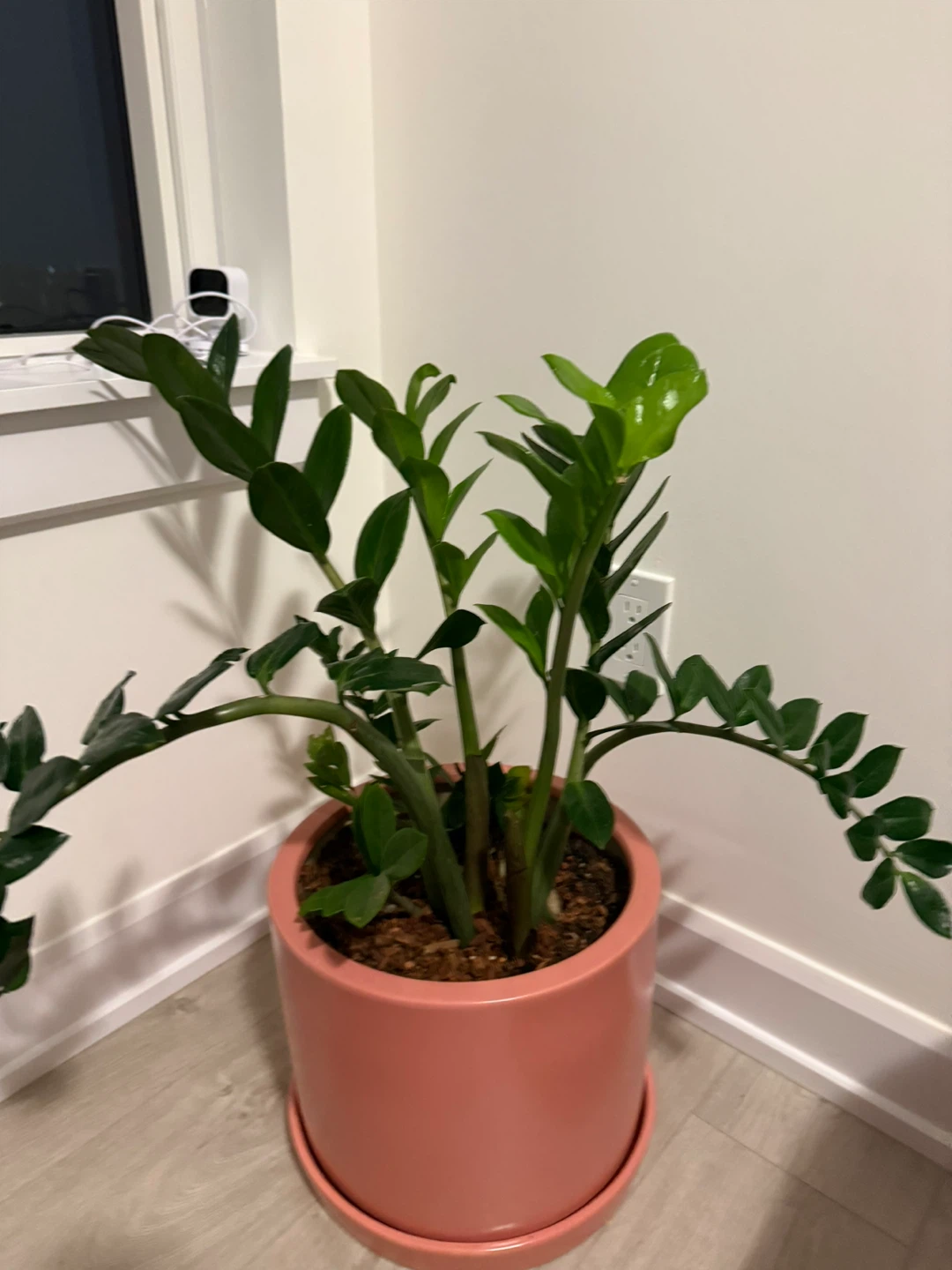 ZZ Plant in Pink Ceramic Pot