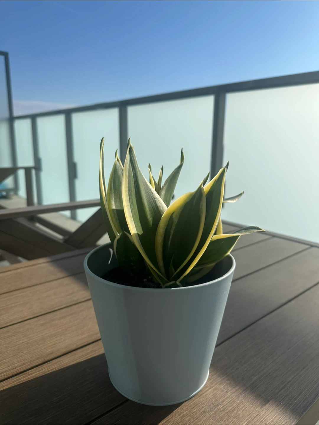 Snake Plant (Sansevieria) in Pot