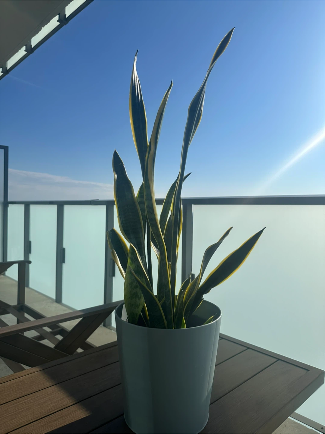 Snake Plant in Pot