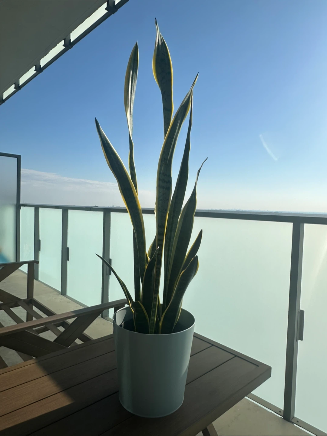 Snake Plant in Pot