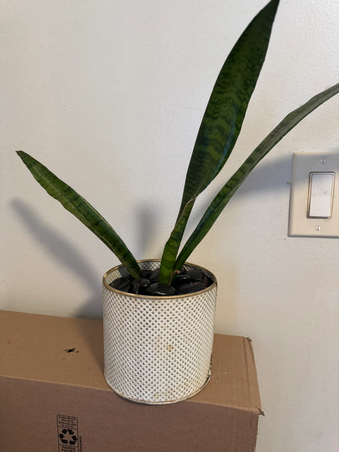 Snake Plant in Decorative Pot
