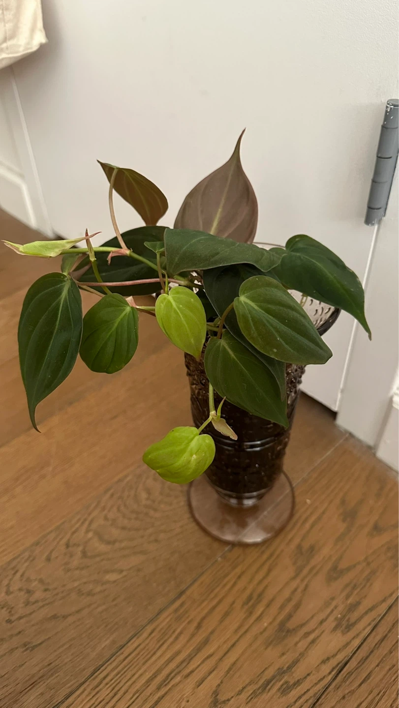 Philodendron Micans Plant in Embossed Glass Vase