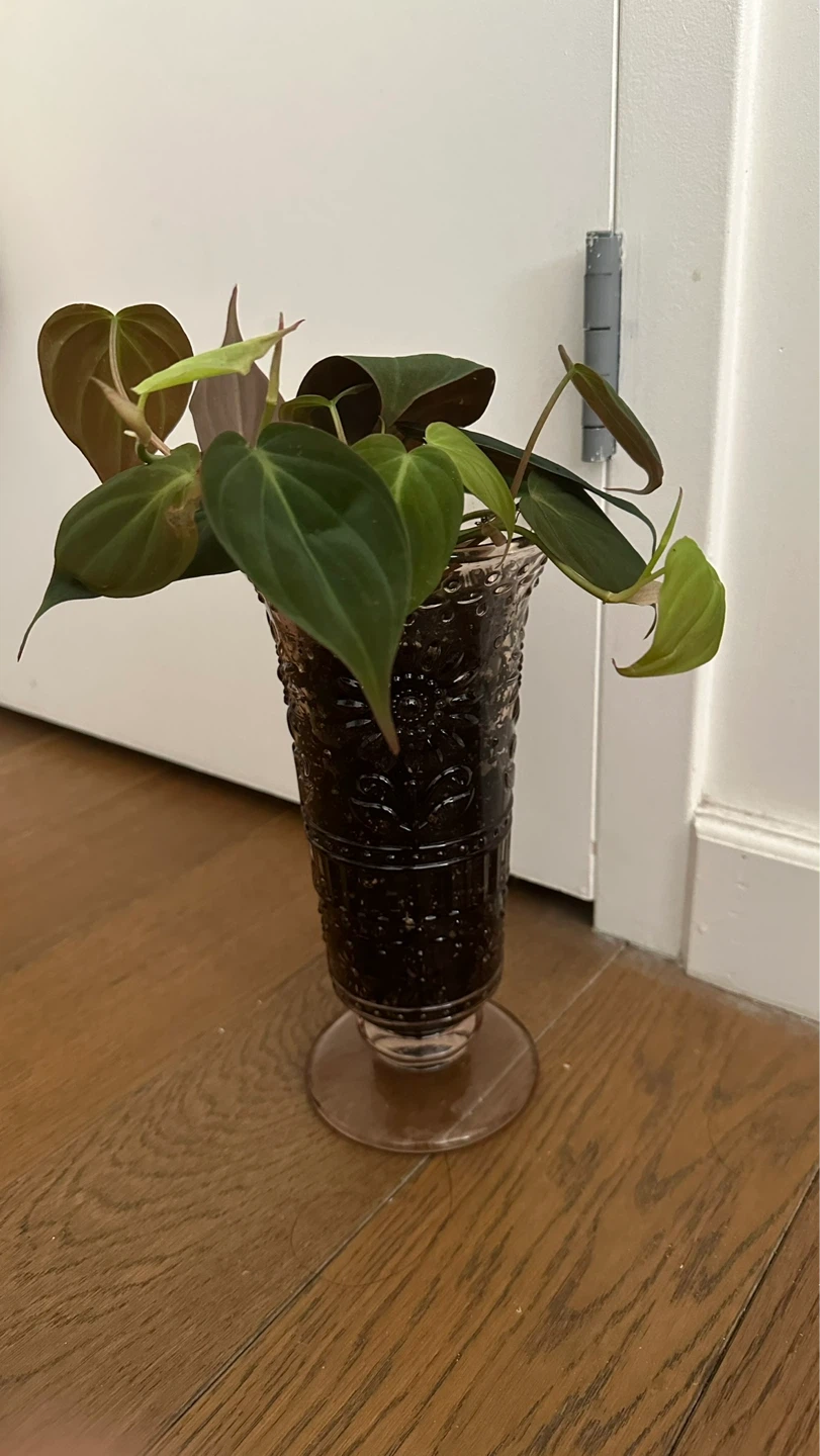 Philodendron Micans Plant in Embossed Glass Vase - photo 2