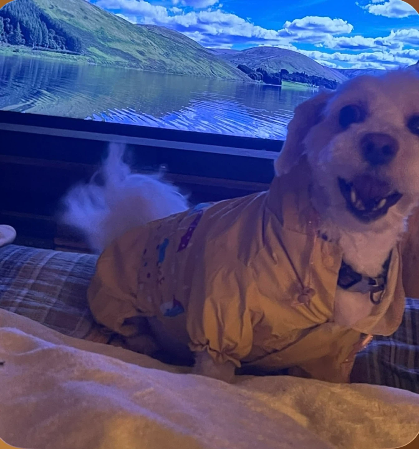 Yellow Dog Raincoat with Hood - photo 4