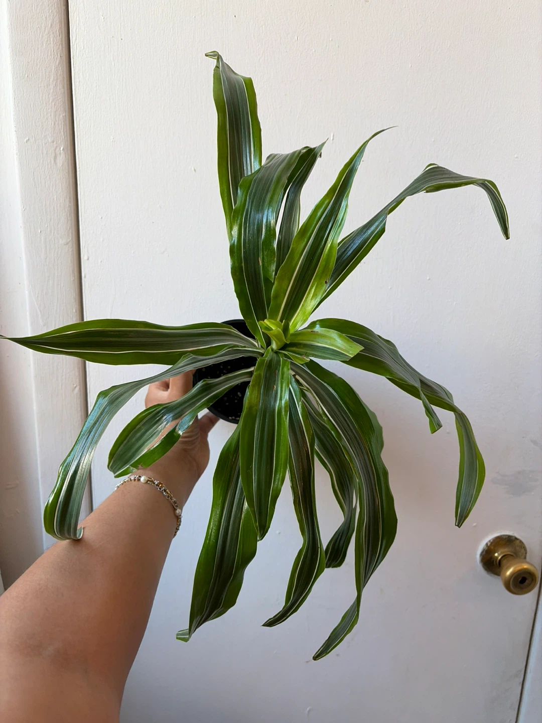 Dracaena