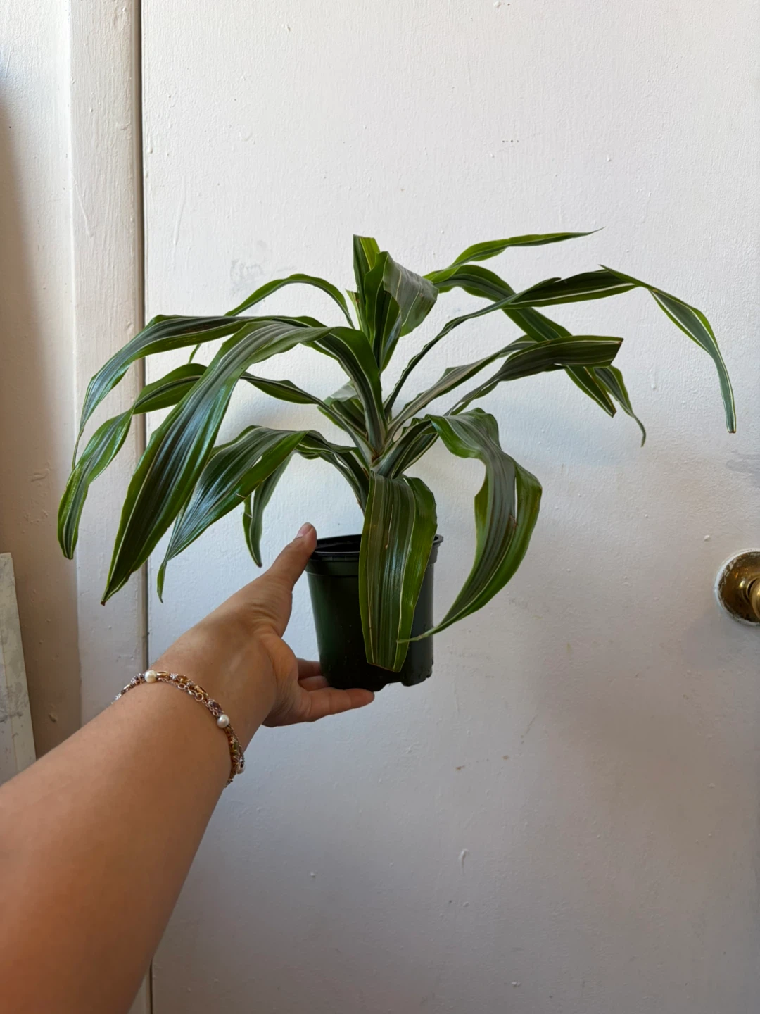 Dracaena - photo 2