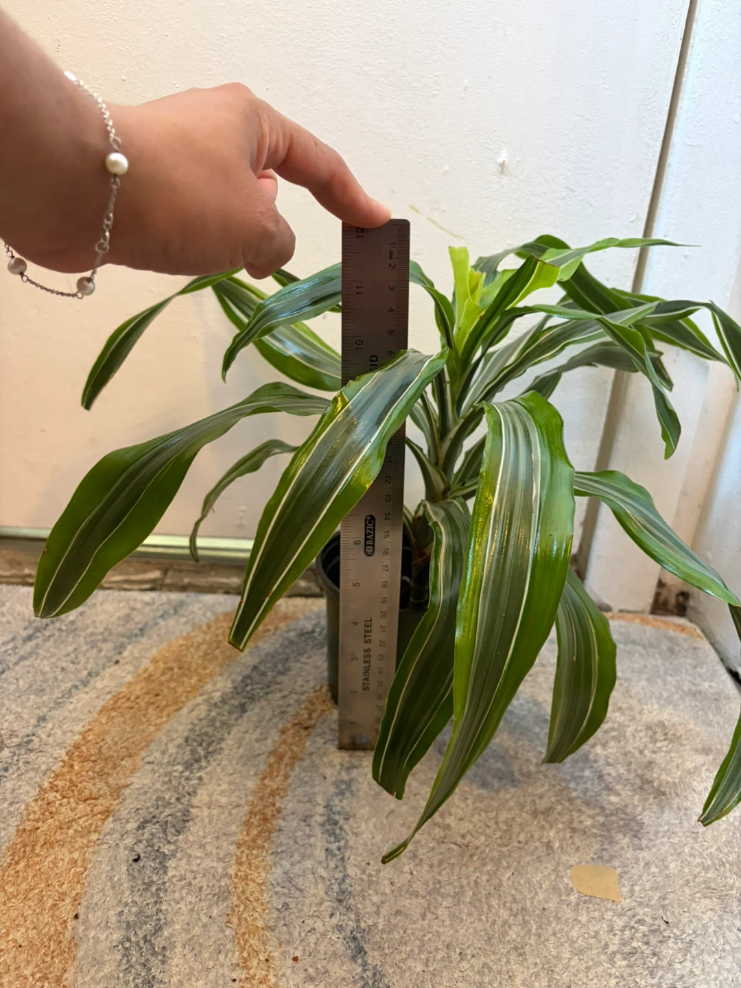 Dracaena - photo 3