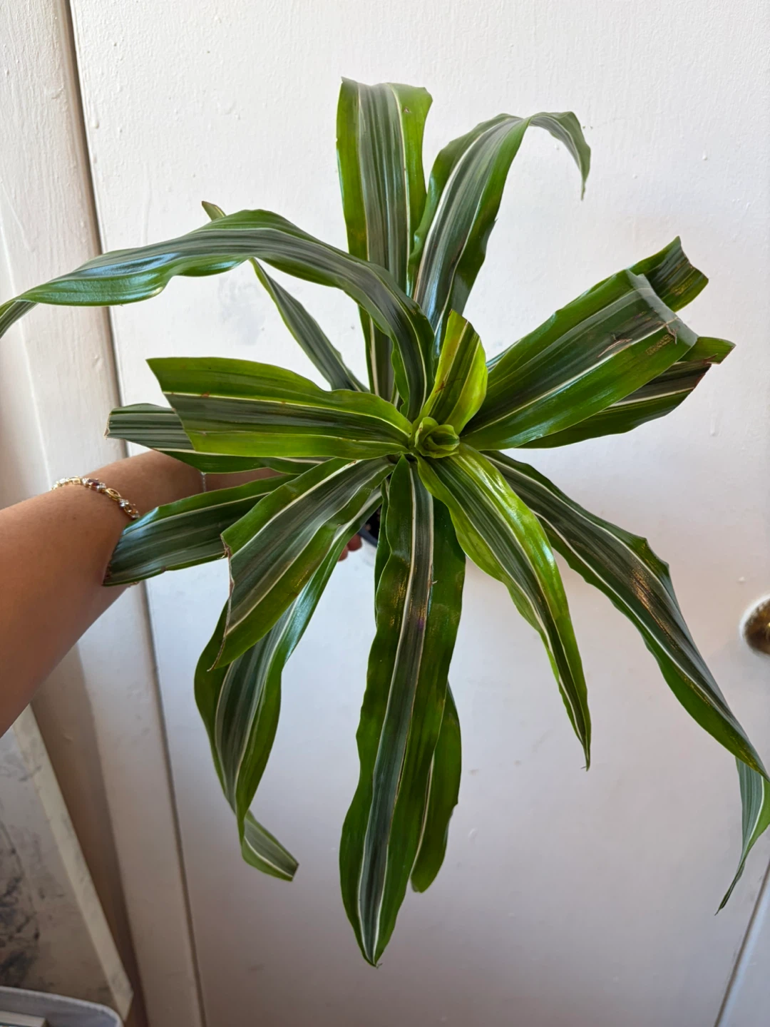 Dracaena