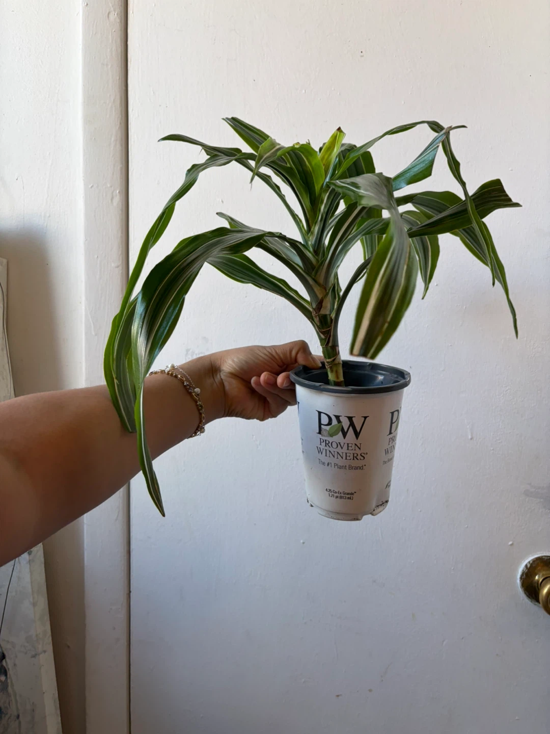 Dracaena - photo 2