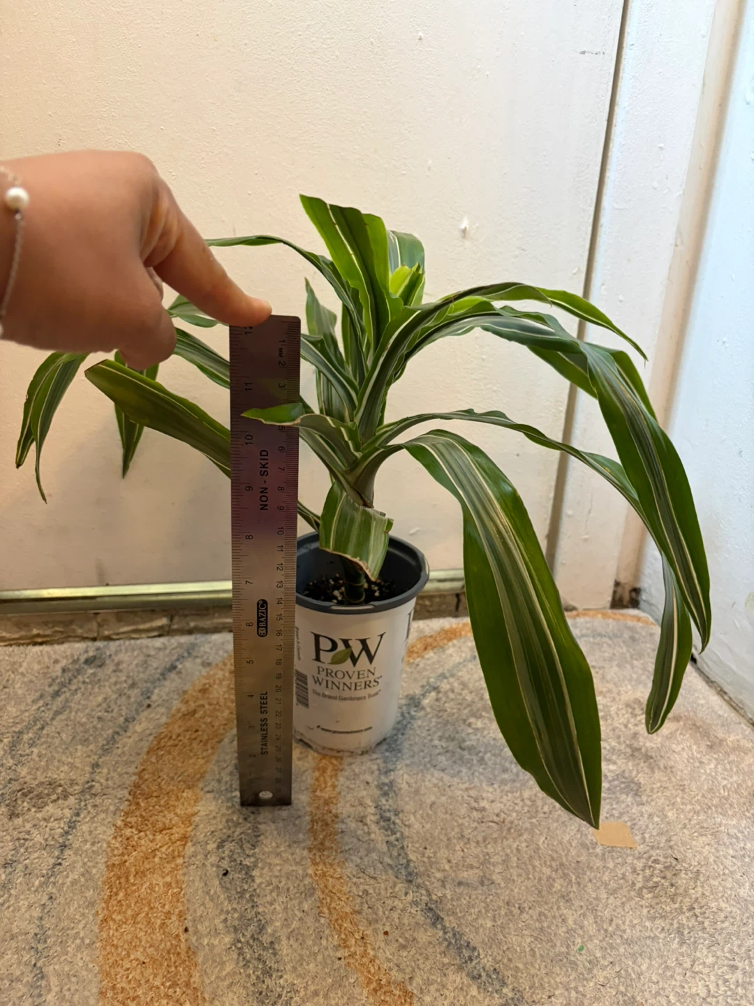 Dracaena - photo 3