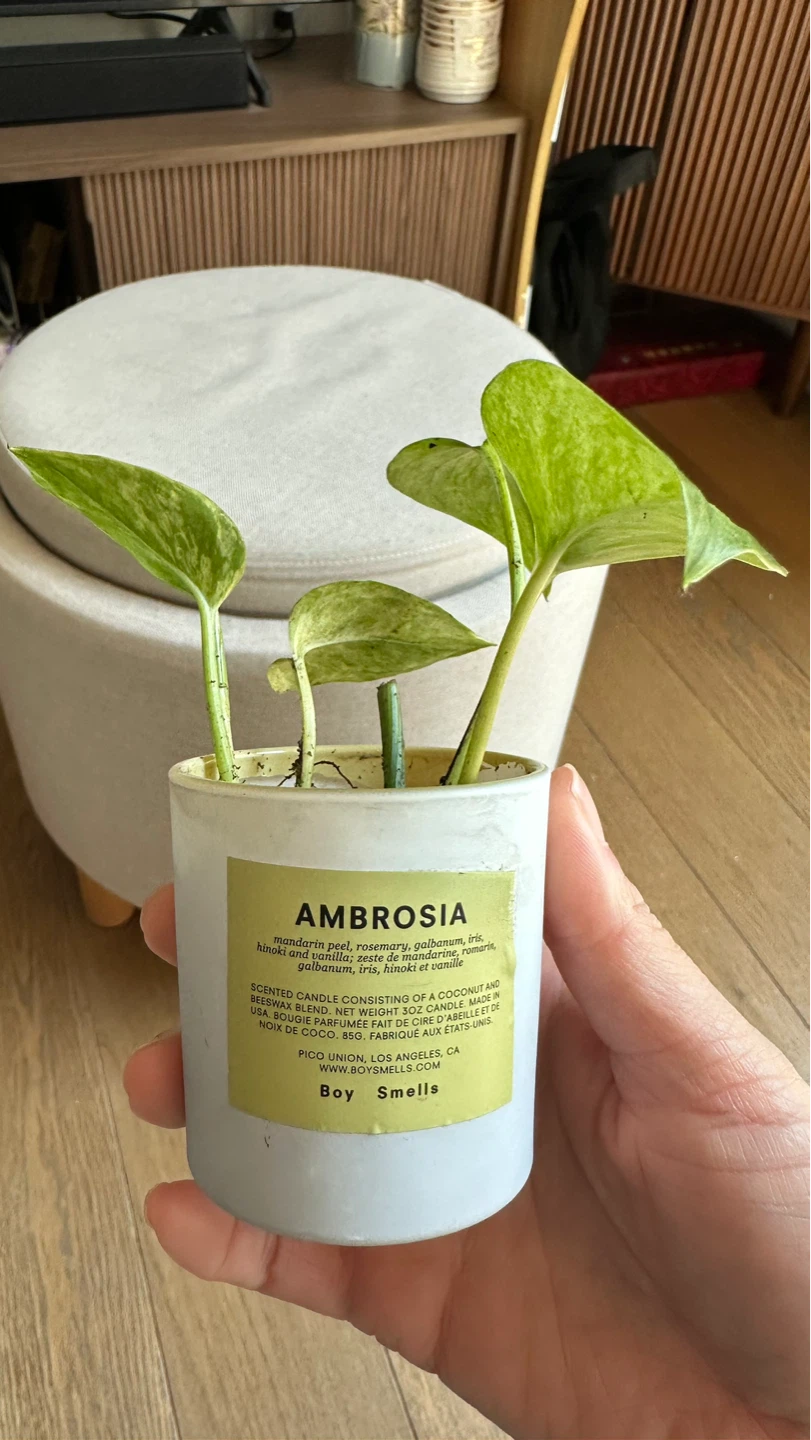 Mini Plant in Small candle