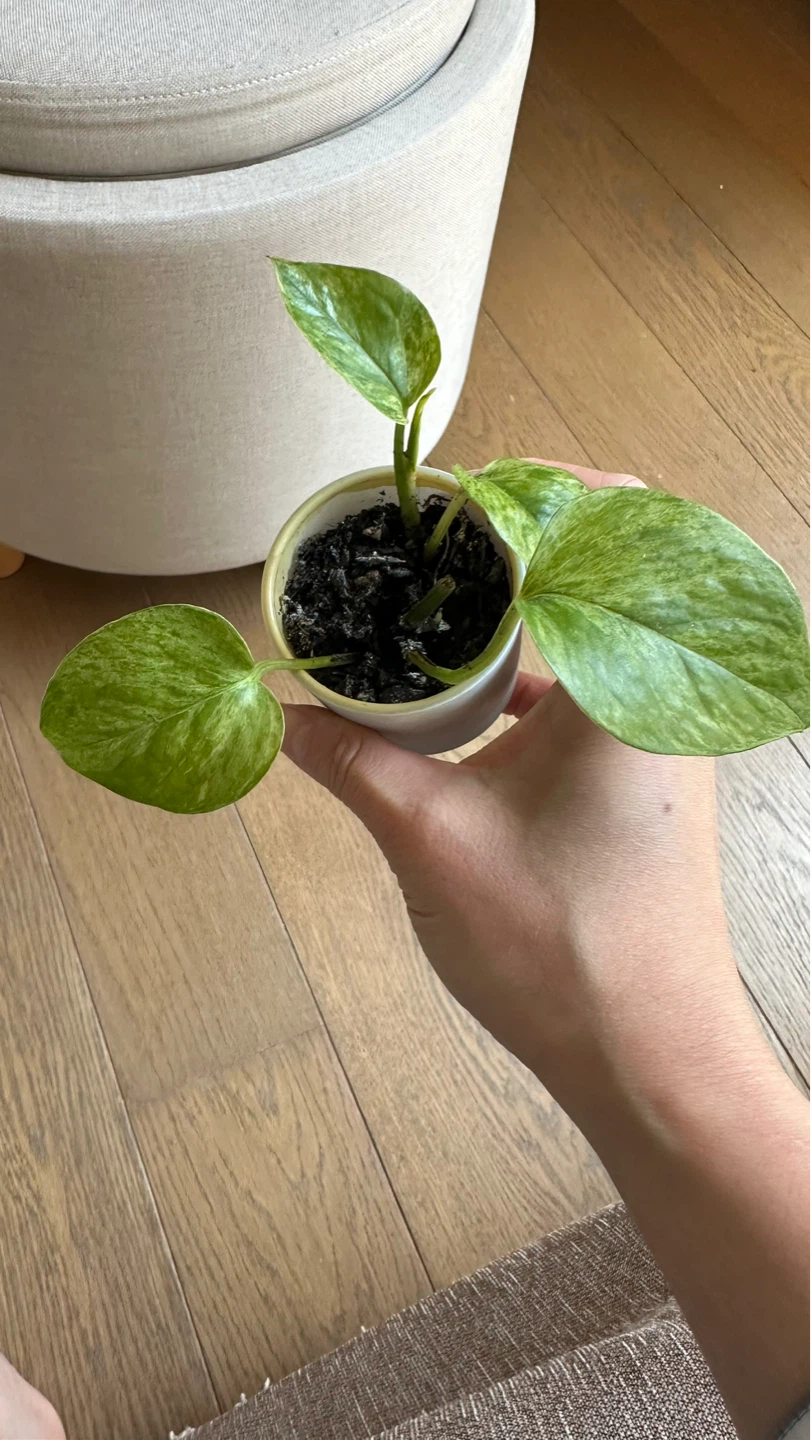 Mini Plant in Small candle - photo 2