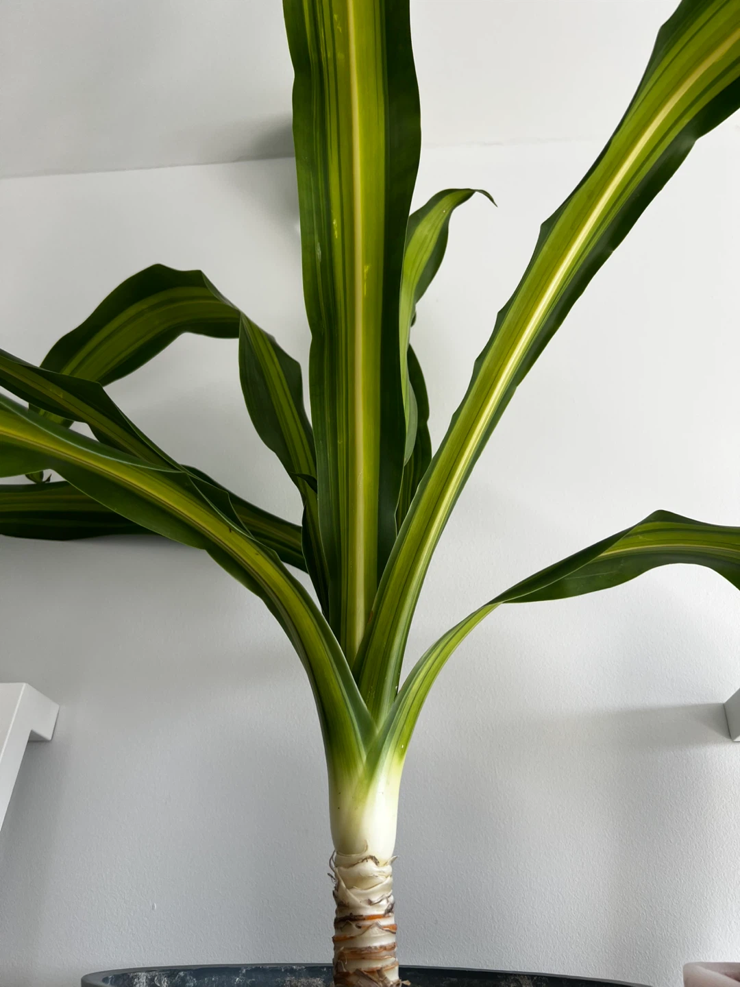 TWO 3 FT Dracaena Lemon Lime Plants - photo 2