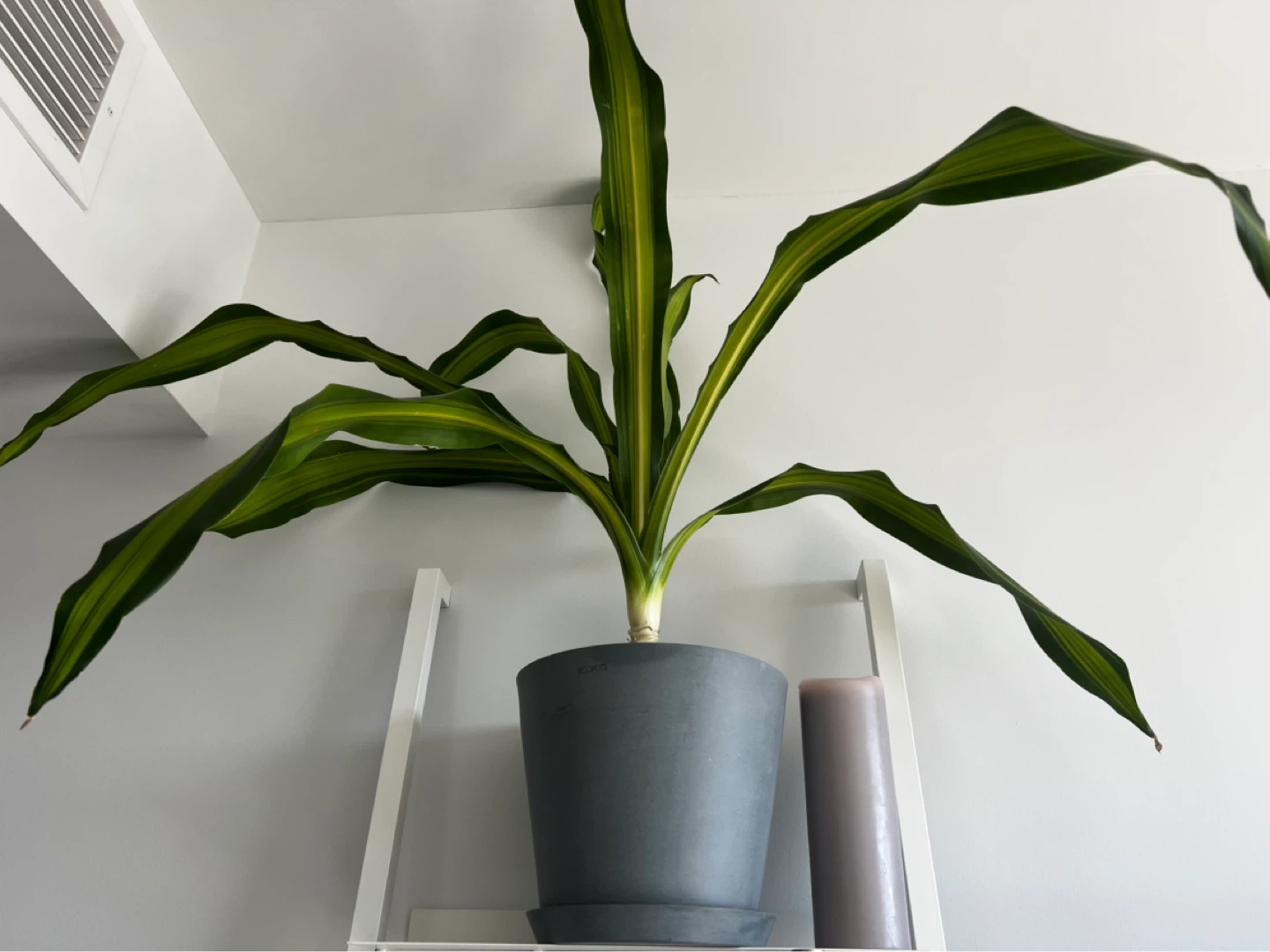 TWO 3 FT Dracaena Lemon Lime Plants