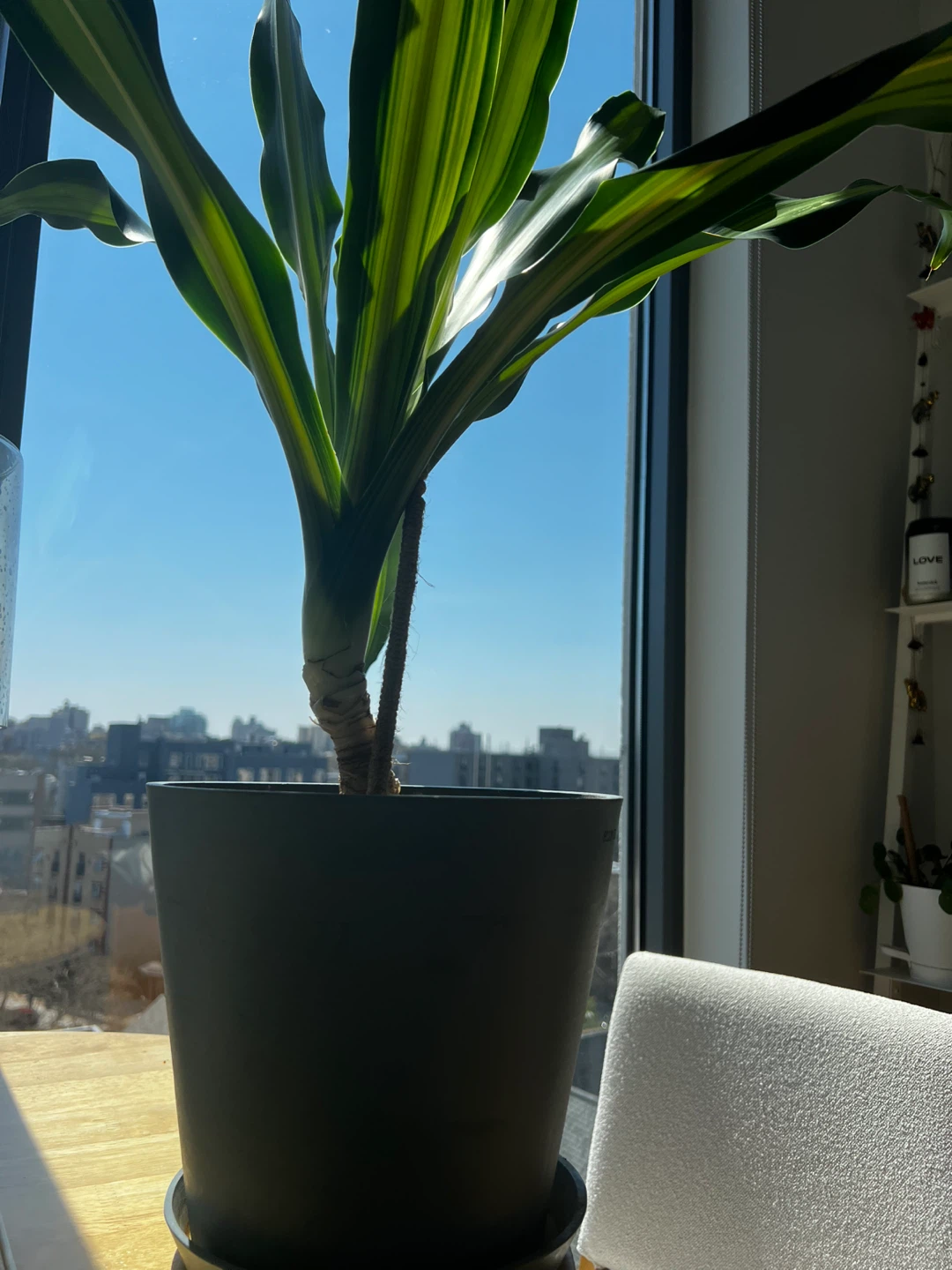 TWO 3 FT Dracaena Lemon Lime Plants - photo 3