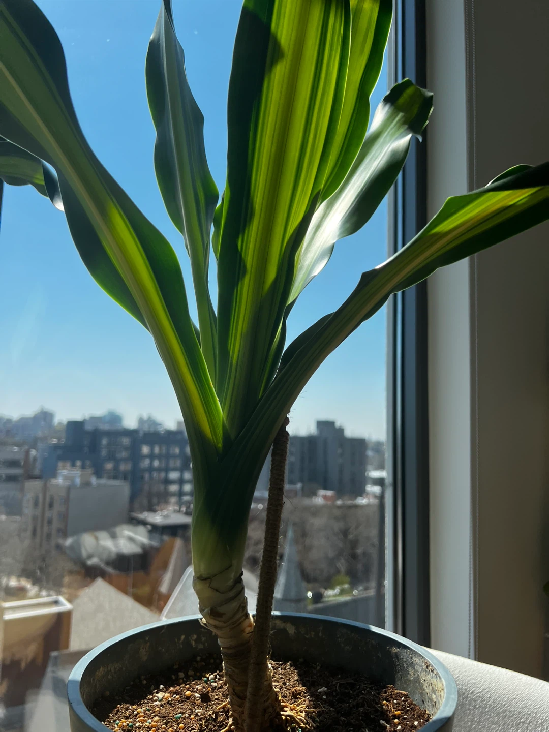 TWO 3 FT Dracaena Lemon Lime Plants - photo 4
