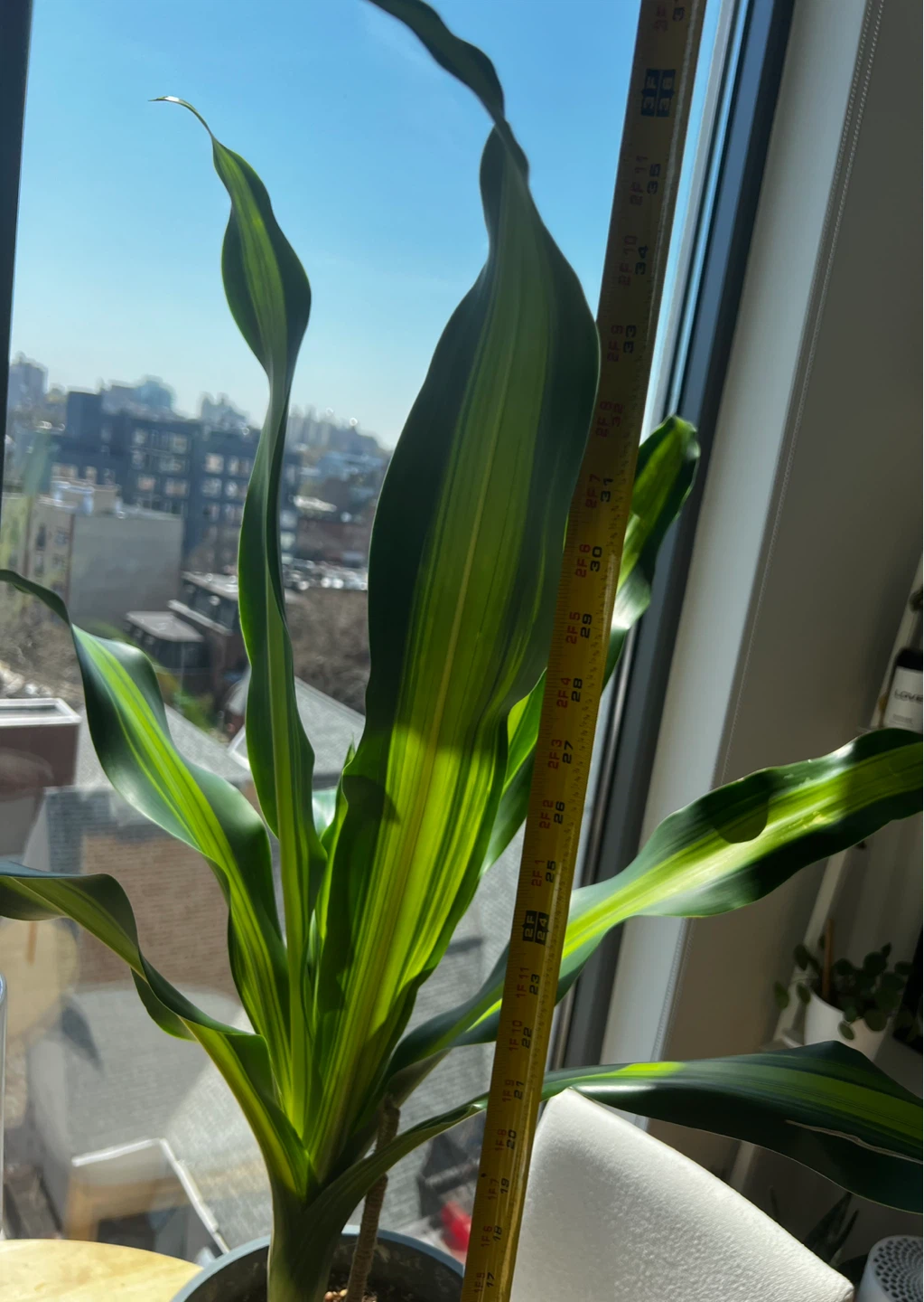 TWO 3 FT Dracaena Lemon Lime Plants - photo 5