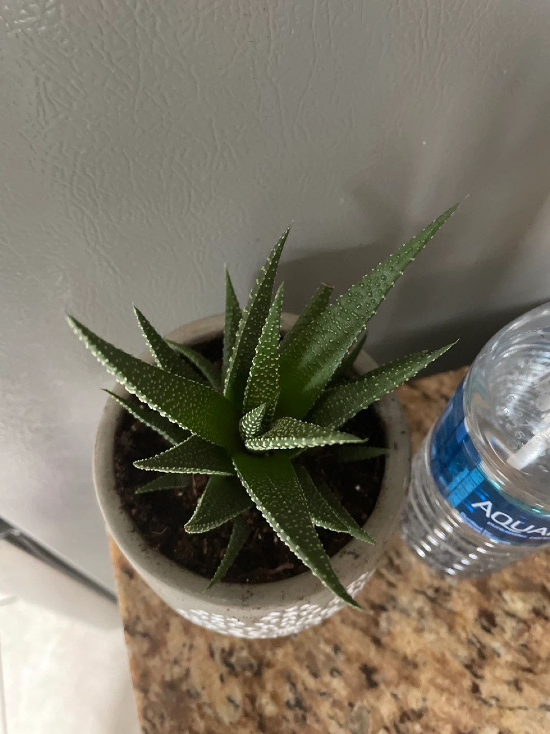 Succulent Plant in Decorative Pot - photo 3
