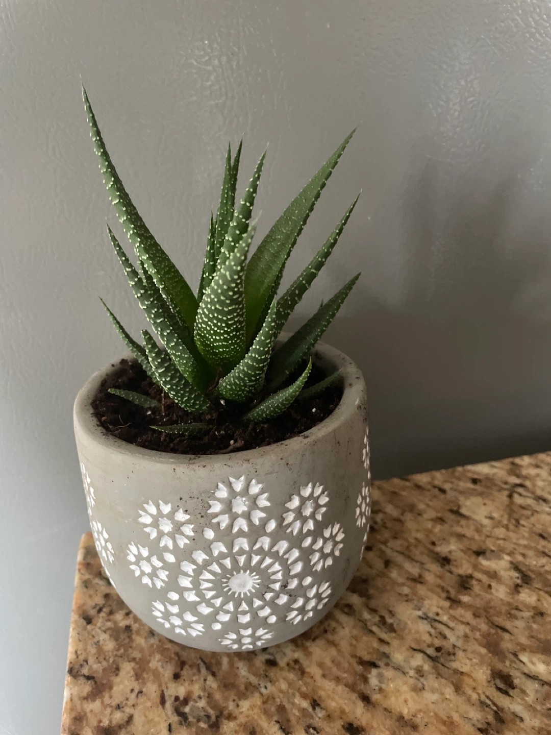 Succulent Plant in Decorative Pot