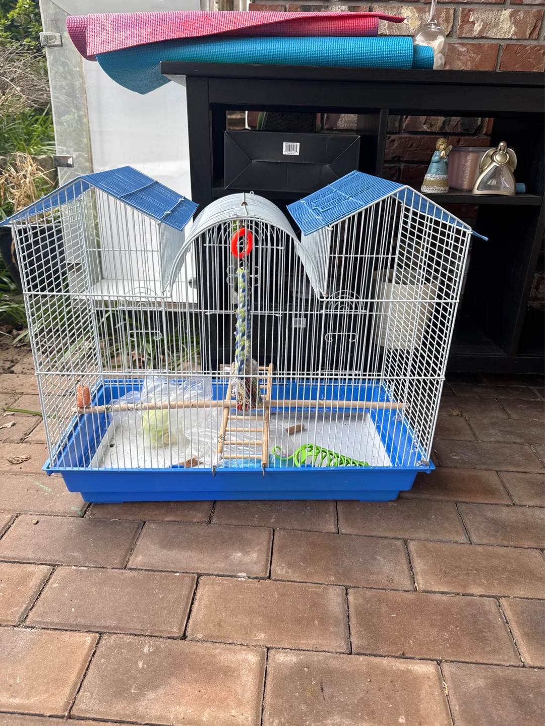 Bird
