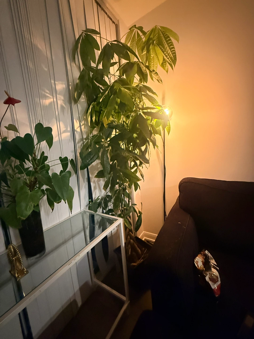 Large Potted Money Tree Plant