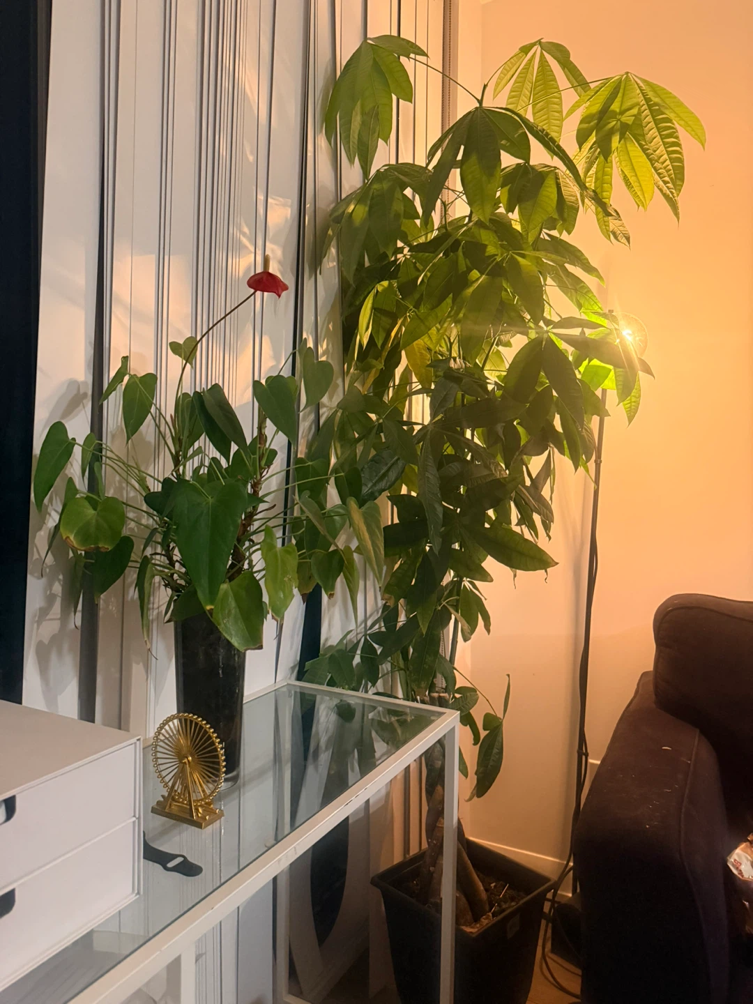 Large Potted Money Tree Plant - photo 2