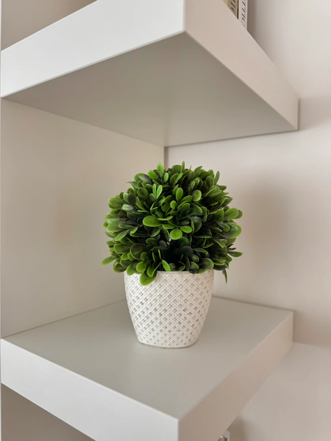 Artificial Boxwood Plant in White Textured Pot