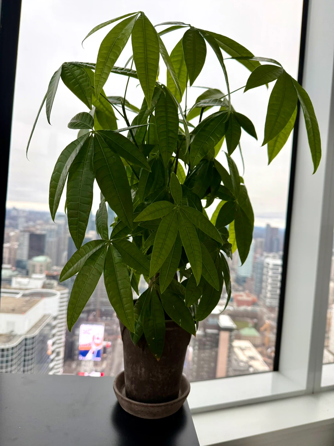Money Tree Plant 21” high in real clay pot