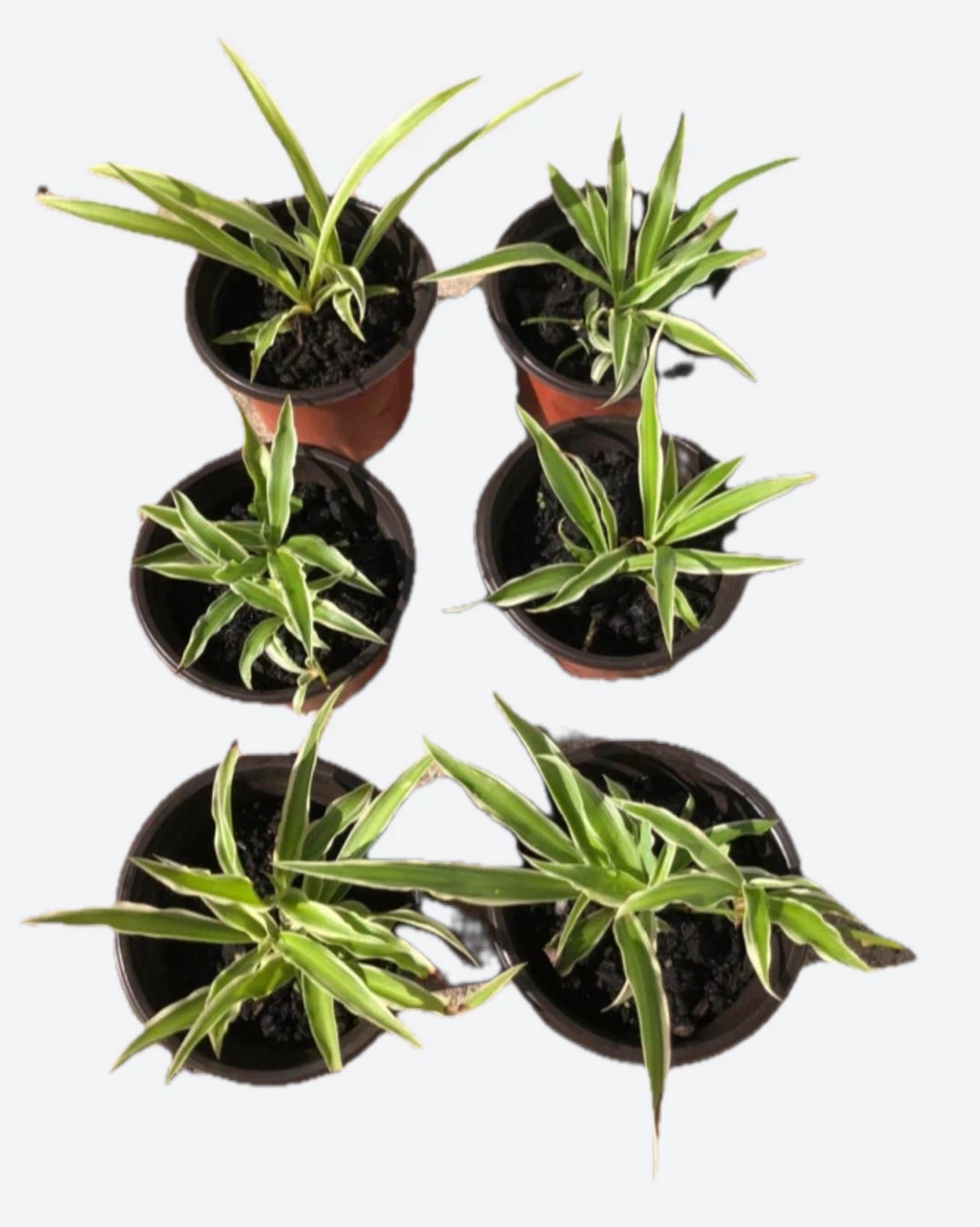 Spider Plants